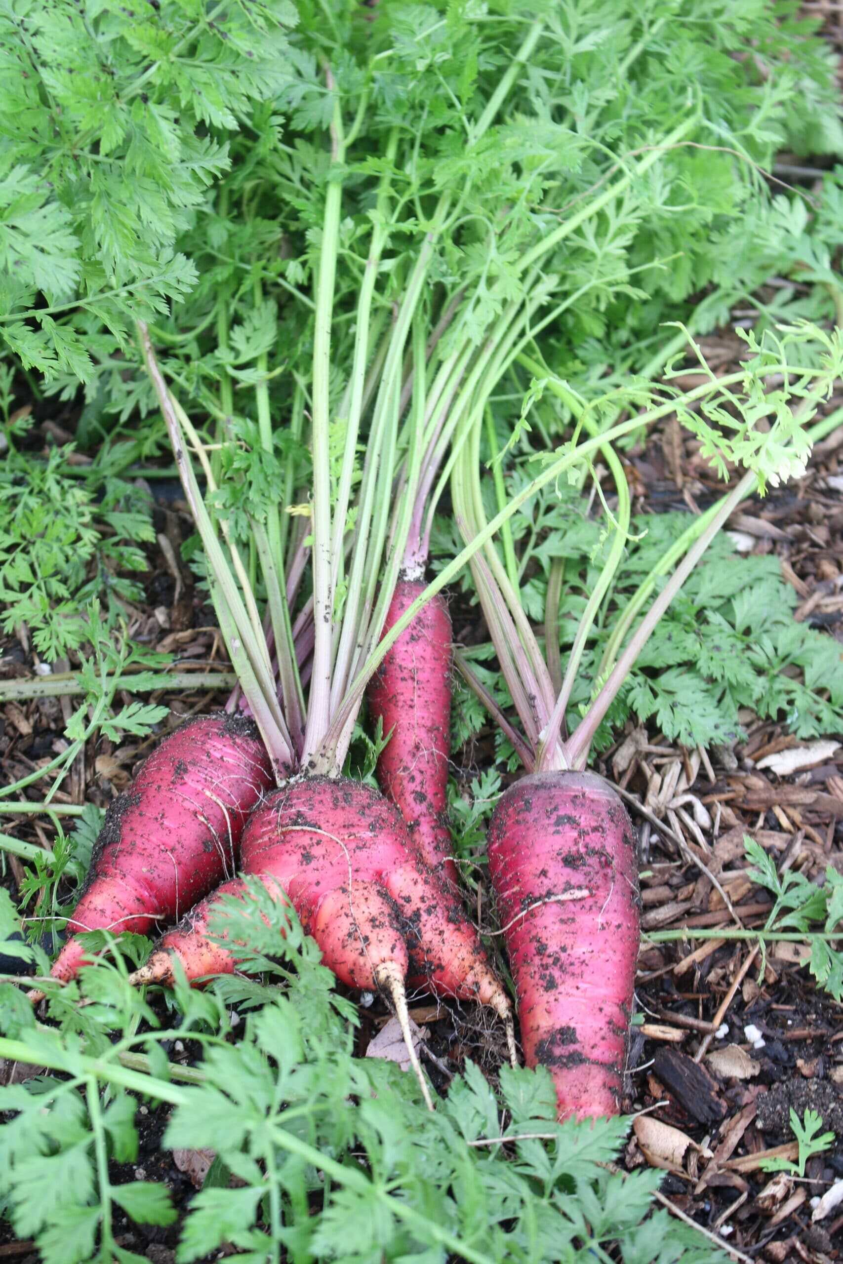 Carrots in garden 1 scaled e1650432913220