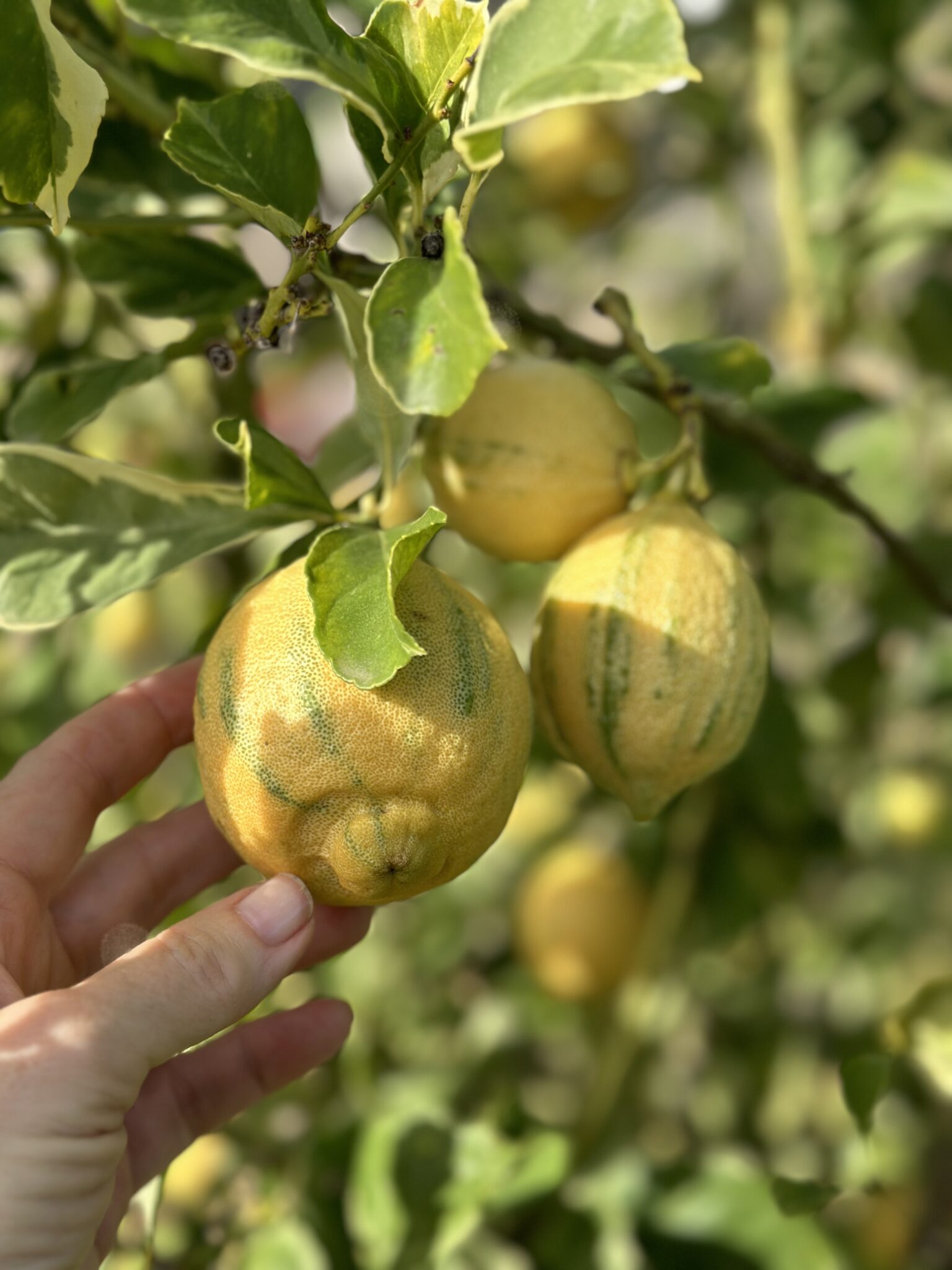 Does Lemon Assist Cut back Salt Consumption Ranges?