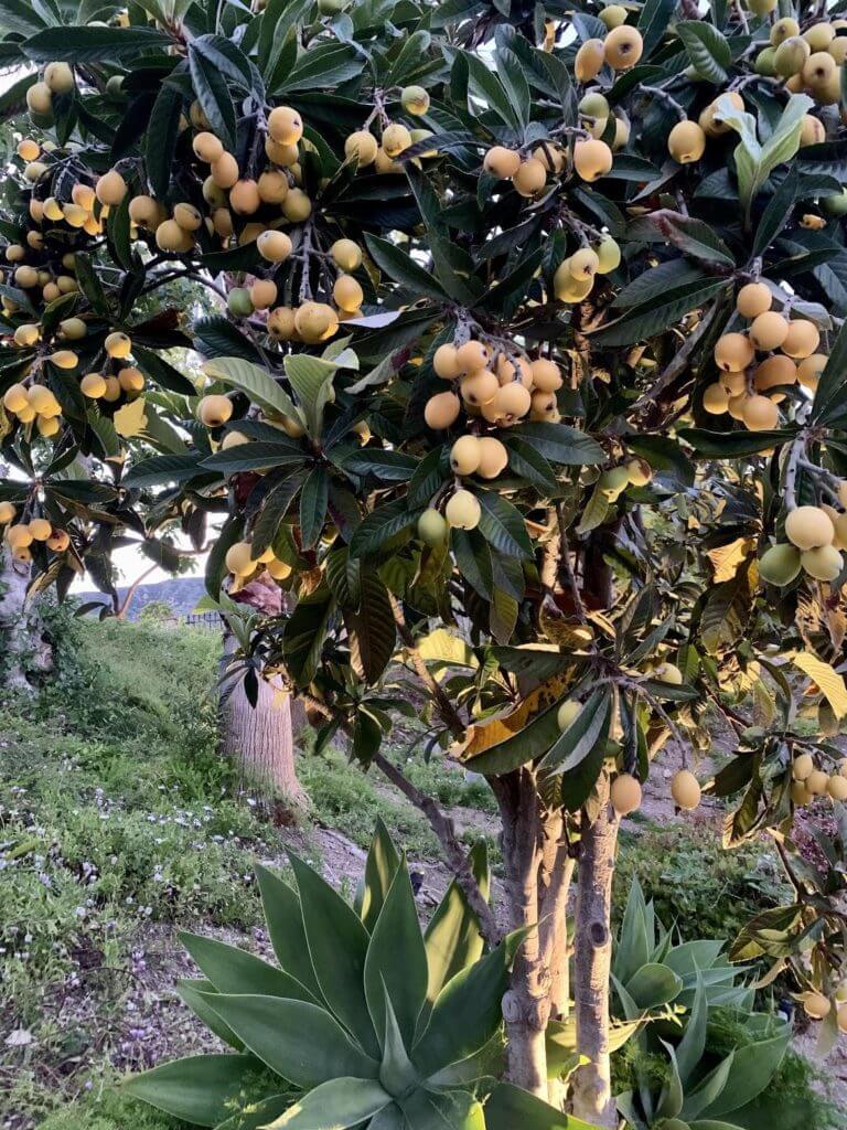 top 5 ways to use loquats - sharon palmer, the plant powered dietitian