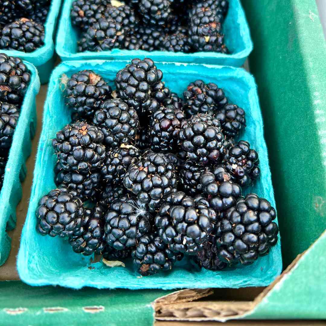 How to Use Blackberries – Sharon Palmer, The Plant Powered Dietitian